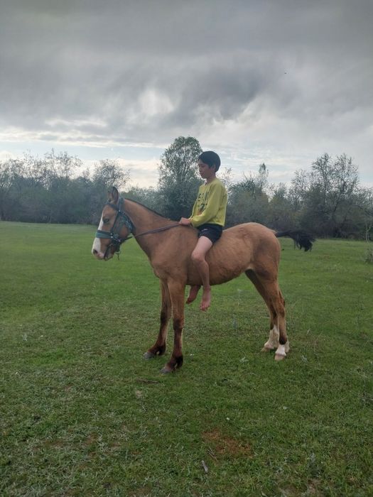 Осы екі тай сатылады