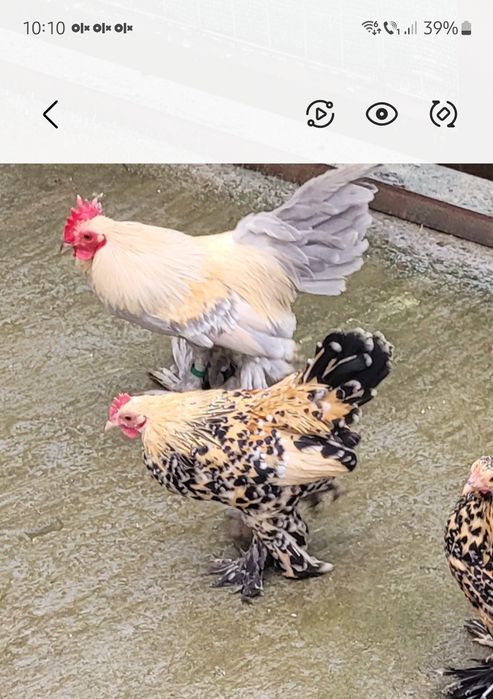 Vand gaini pitice mii de flori rosu bobat cu alb si gri perla si lemon