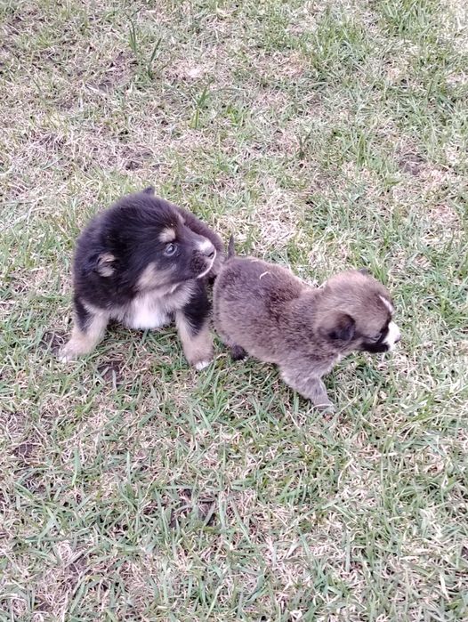 Отдам щенков 2 месяца