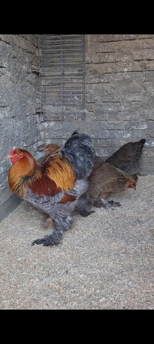 Oua Brahma potarnichiu