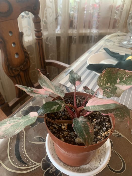 Комнатные цветы в горшках