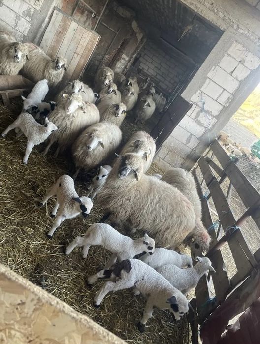 Vand 100 oi impreuna cu miei