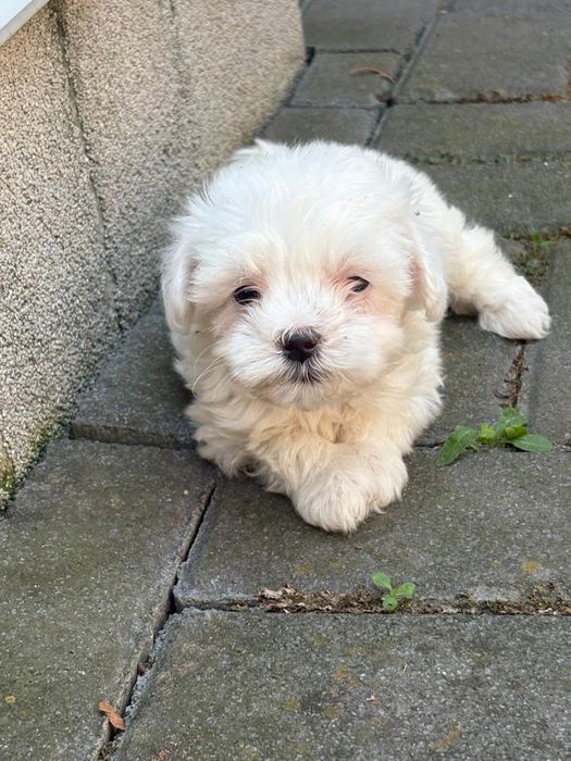 Bichon Maltez Fetita Mini toy