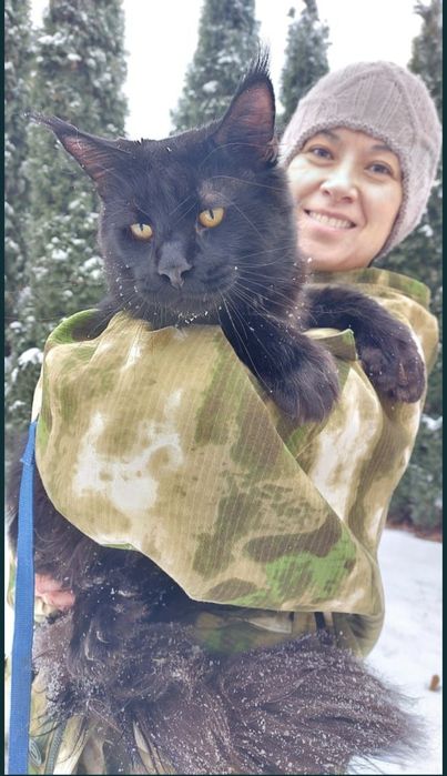 В рассрочку Котята Мейн-кун Шоу-класса