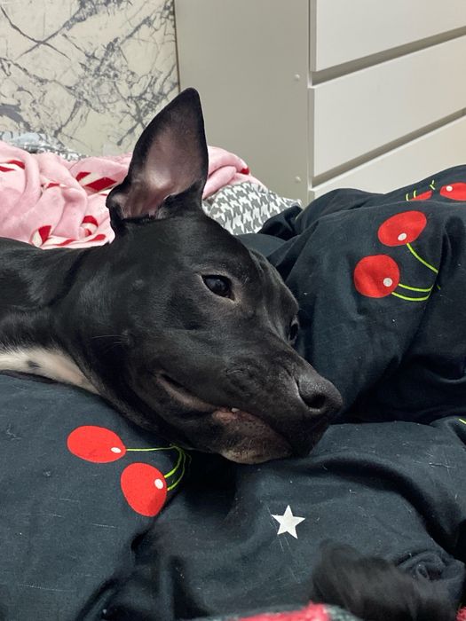 продам, пит бультерьер