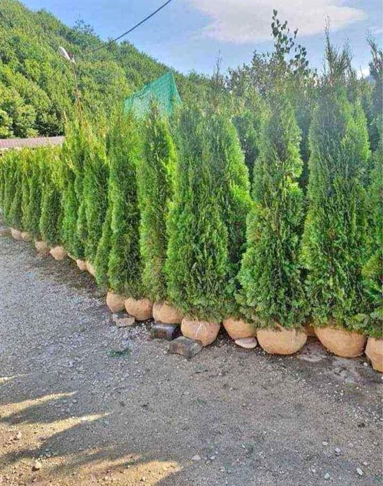 Plante ornamentale ,gazon ,tuia,mesteacan