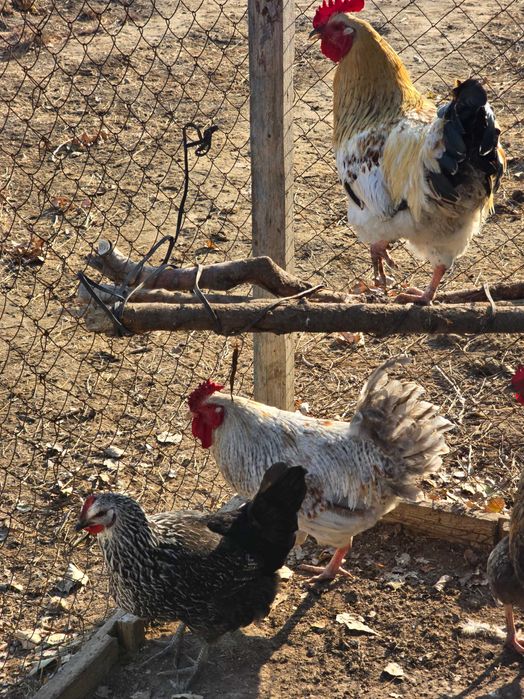 Петух продаётся - Әтеш сатылады