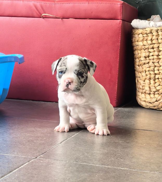 French Bully Кучета