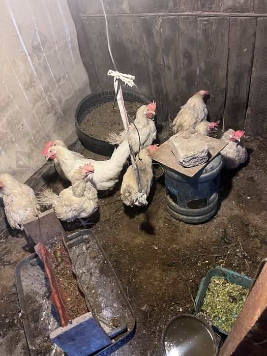 Продам куры несушки