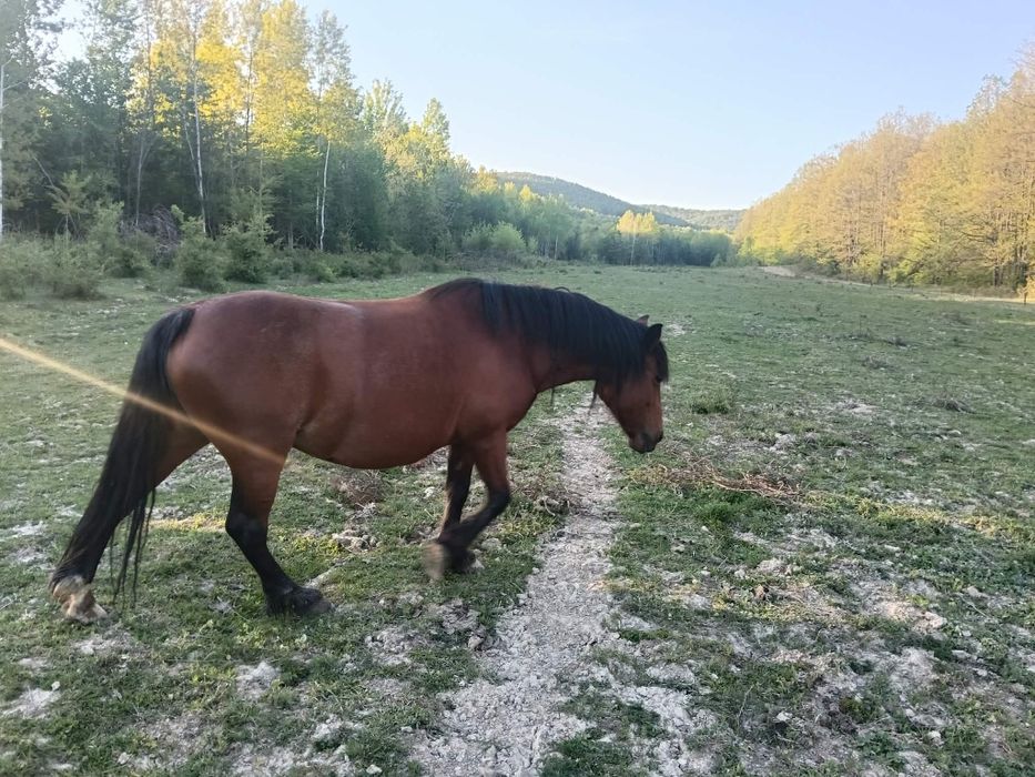 Iapă de vânzare f