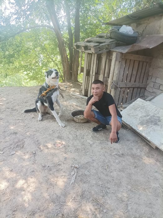 Потерялся собака