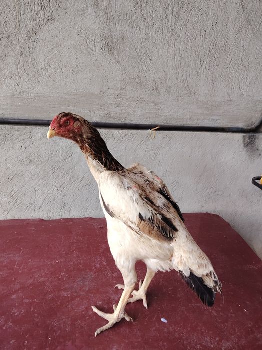 Бойцовский жұмытрка яйца