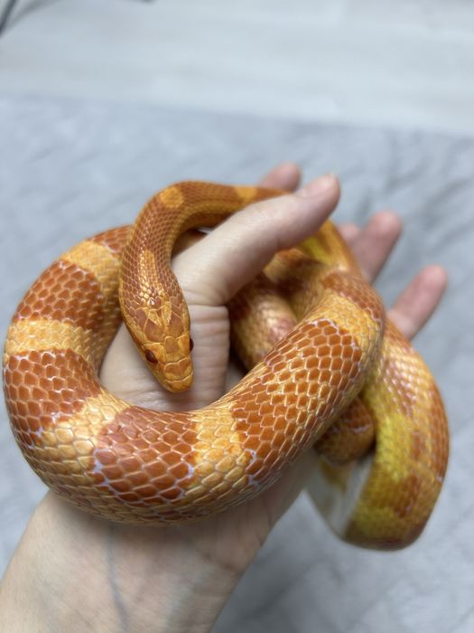 Маисовый полоз.