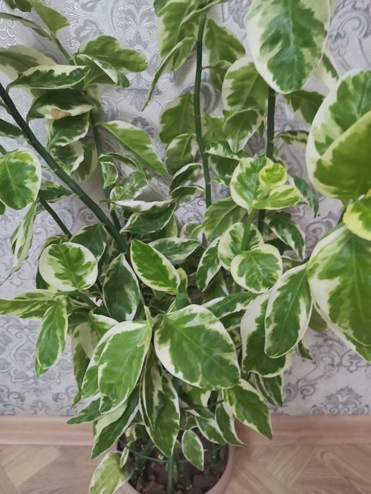 Продам за 5 000 тенге, ЦГБ