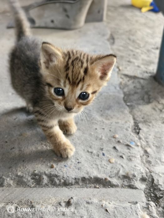Отдам даром котят