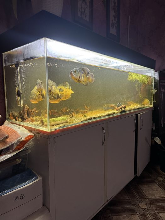 Аквариум 320 литров с рыбками