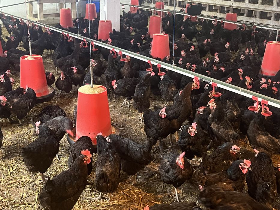 Vand Gaini outoare Moravia