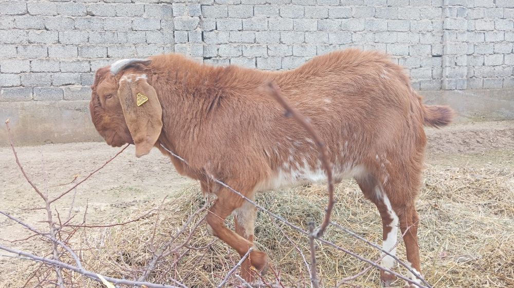 Битал теке сатылады