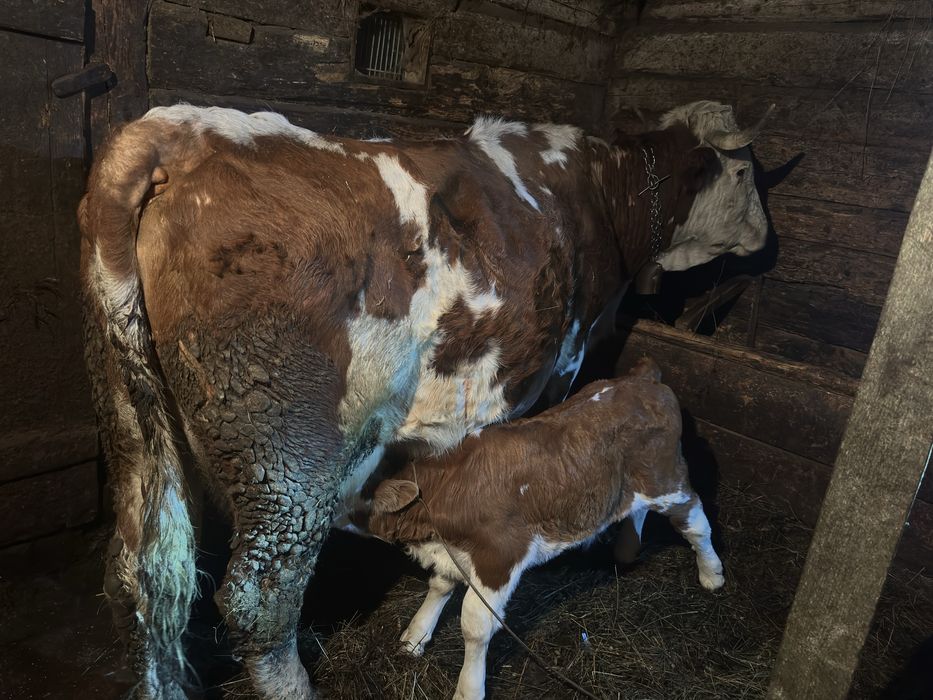 Vind vaca cu vitel fatata de trei saptamini !