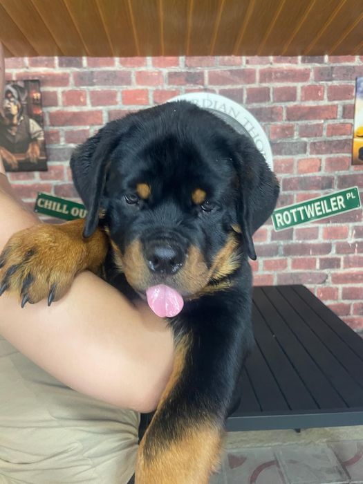 Pui Rottweiler mascul cu pedigree