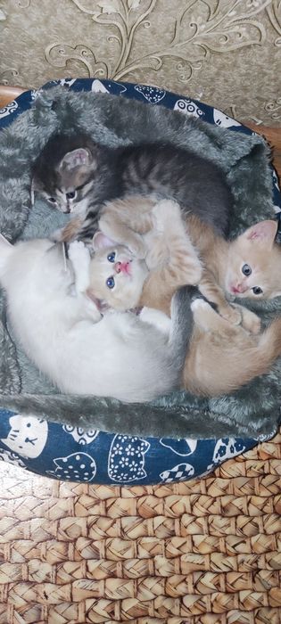 Отдам в добрые руки