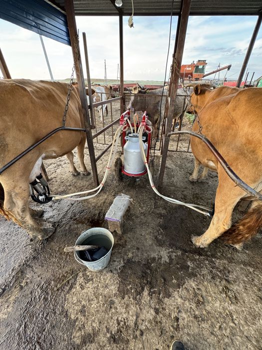 Продается крестьянское хозяйство (КХ)