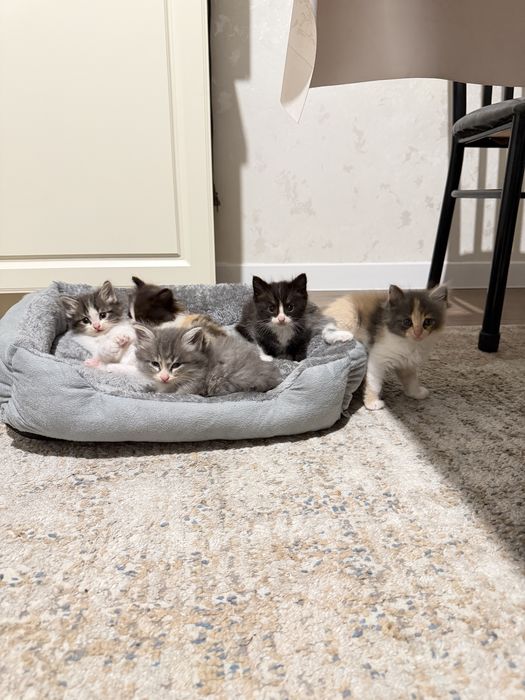 Котята отдам в хорошие добрые руки