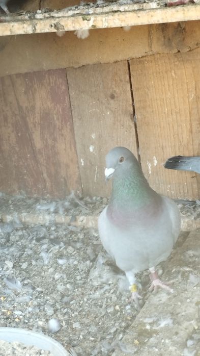 OFERTA Porumbei voiajori