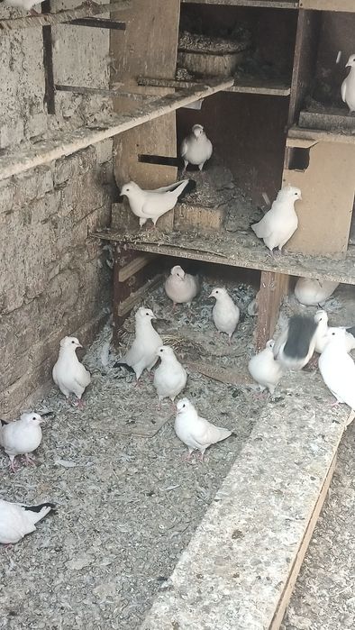 Продам голубей продам
