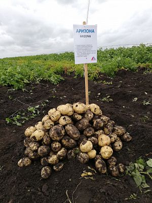 Семина Аризона R2