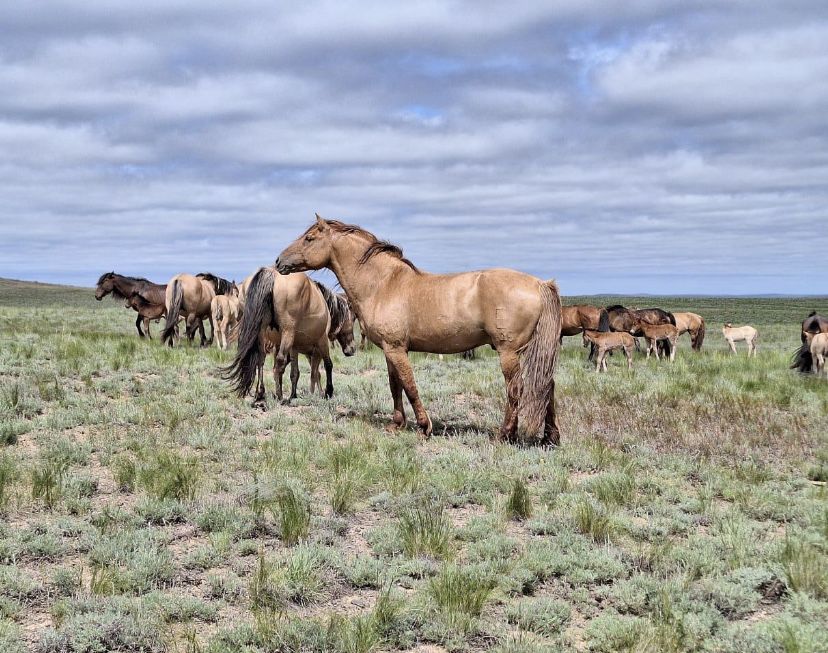 Айғырлыққа жабағылар сатылады