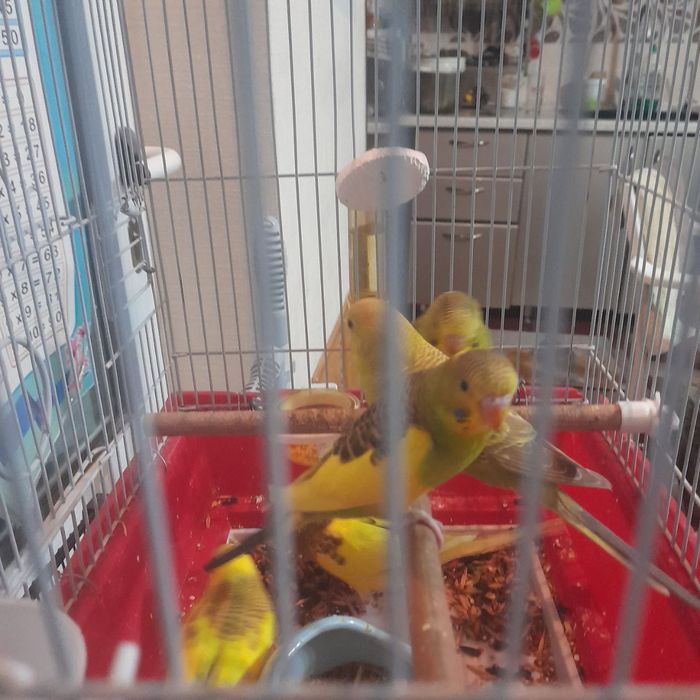 Попугай сотилади