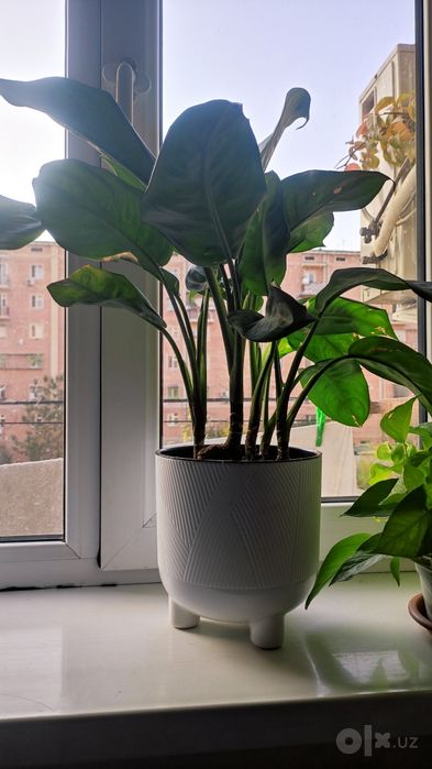 Аглаонема Паттайя бьюти