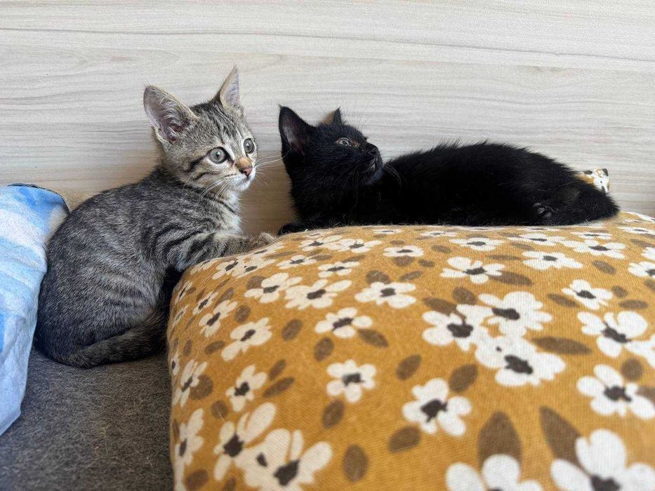 котки котки котки