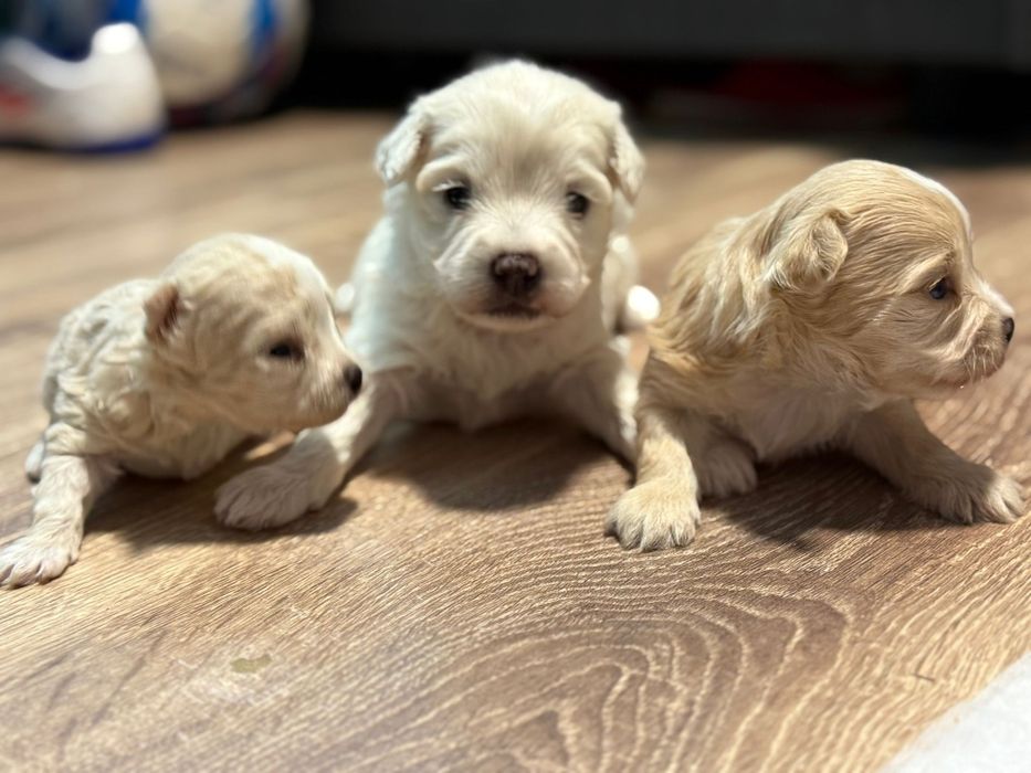 Cățeluși Bichon Maltez