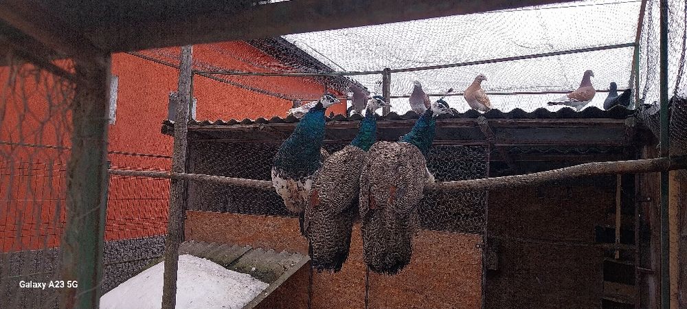 Vînd pasarile don imagine.