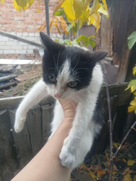 Отдам добрые руки