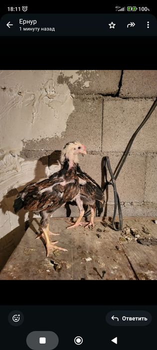 Сатамын дакан шоже кораз 25000