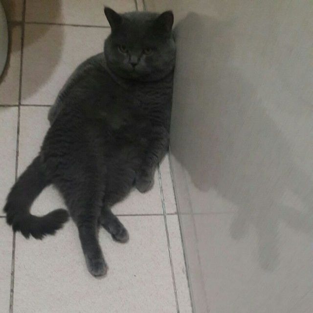 Котята Scotish fold и strayt (Шотландский вислоухие и прямоухие)