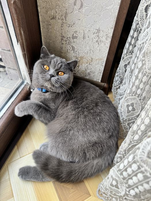 ВЯЗКА британский шиншилла кот ! Приглошает кошек на свиданю . Vyazkaga