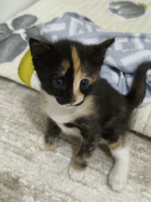 Котенки в добрые руки