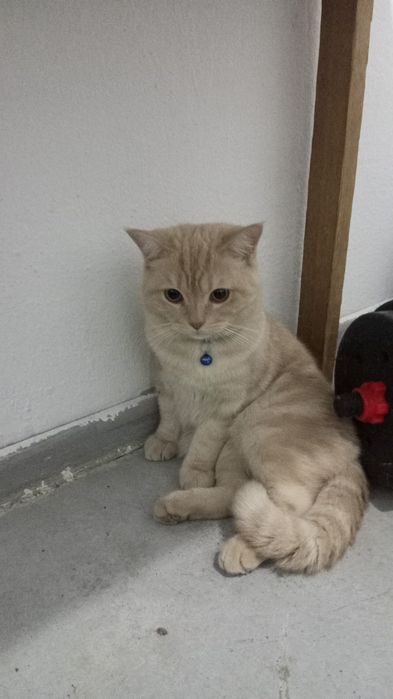 Еркек мысык 1жас