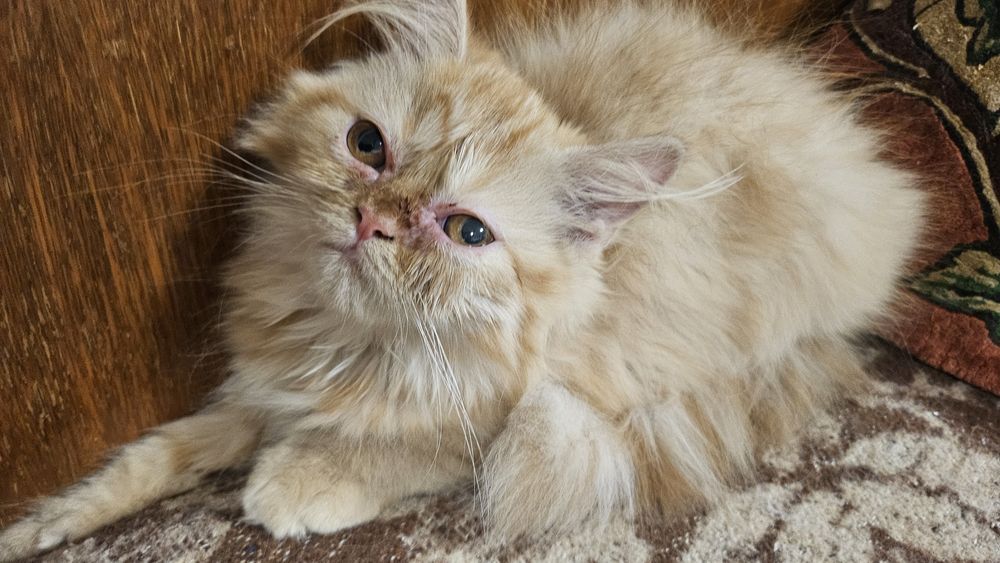 Две персийски котенца