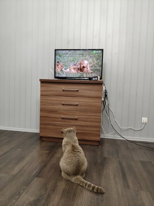 Отдам кота в добрые руки!
