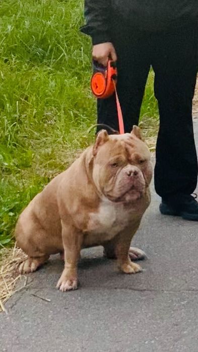 Вязка американский булли