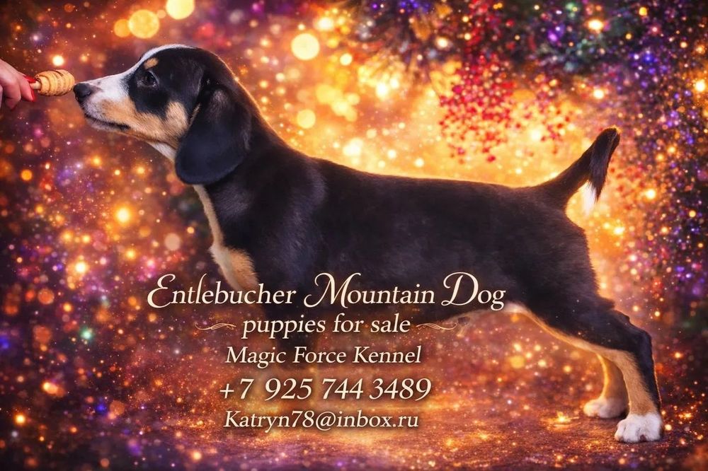 Энтлебухер зененхунд