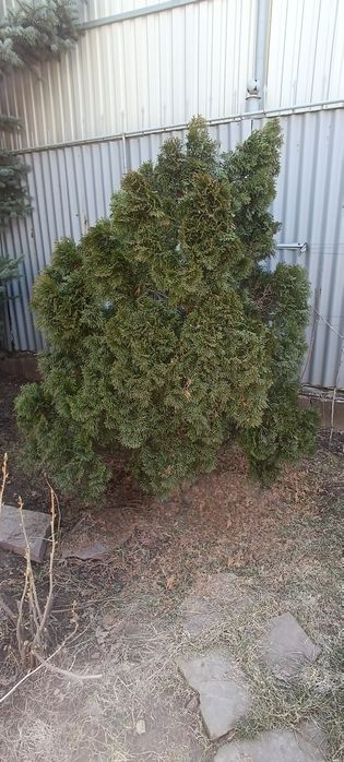 Туя.             .