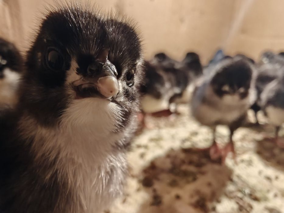 Черный австралорп балапаны