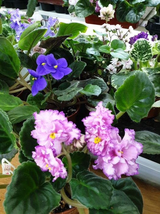 Фиалка сортовая, цветущая