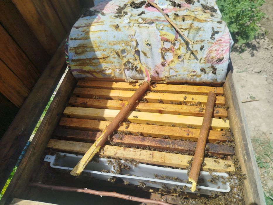 Асал арилар  / 5 оила